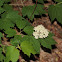 Mapleleaf Viburnum