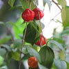 Surinam cherry