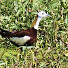 Pheasant-tailed Jacana