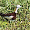 Pheasant-tailed Jacana