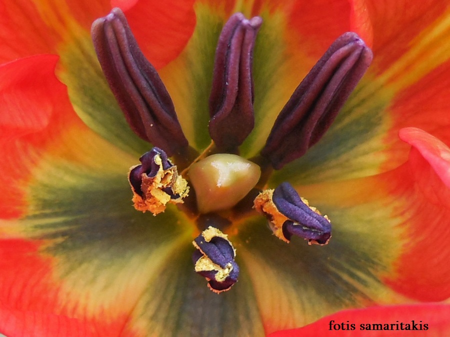 Red Cretan Tulip