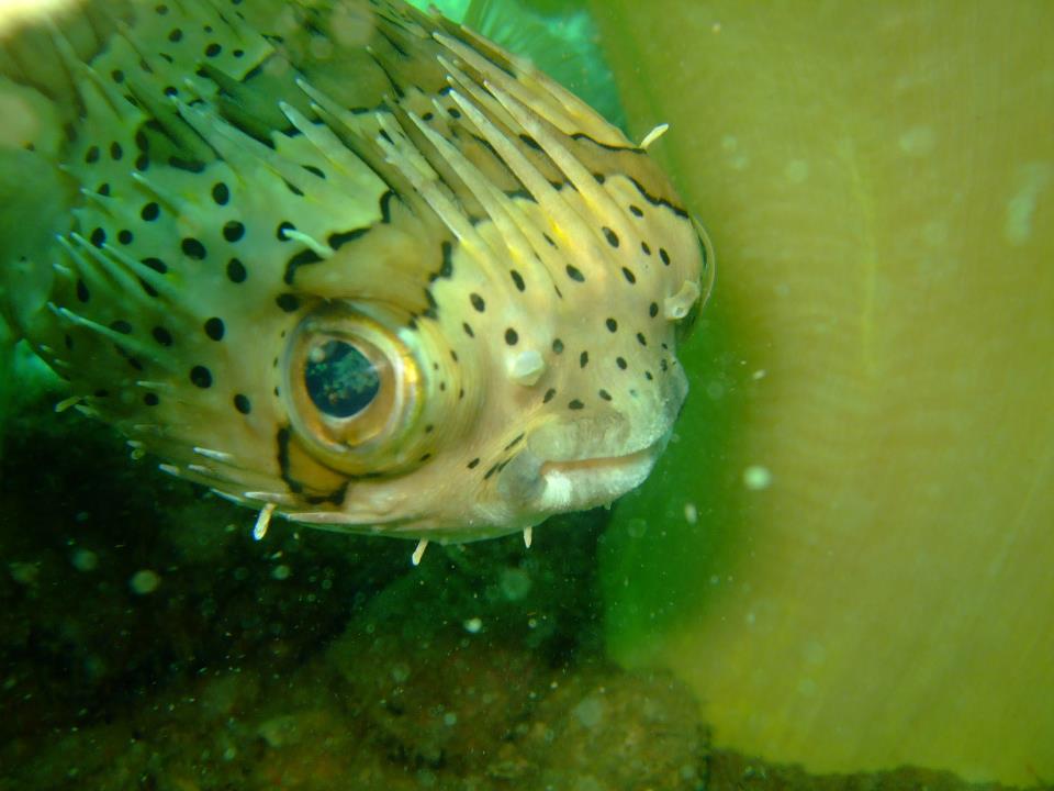 Spot-fin Porcupine Fish