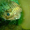 Spot-fin Porcupine Fish