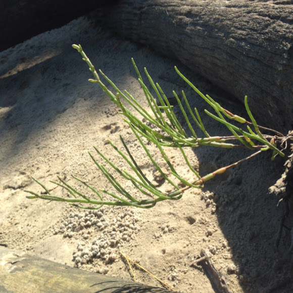 PICKLEWEED Project Noah