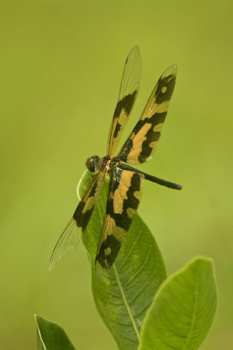 Common Picture Wing female