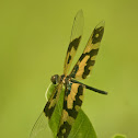 Common Picture Wing female