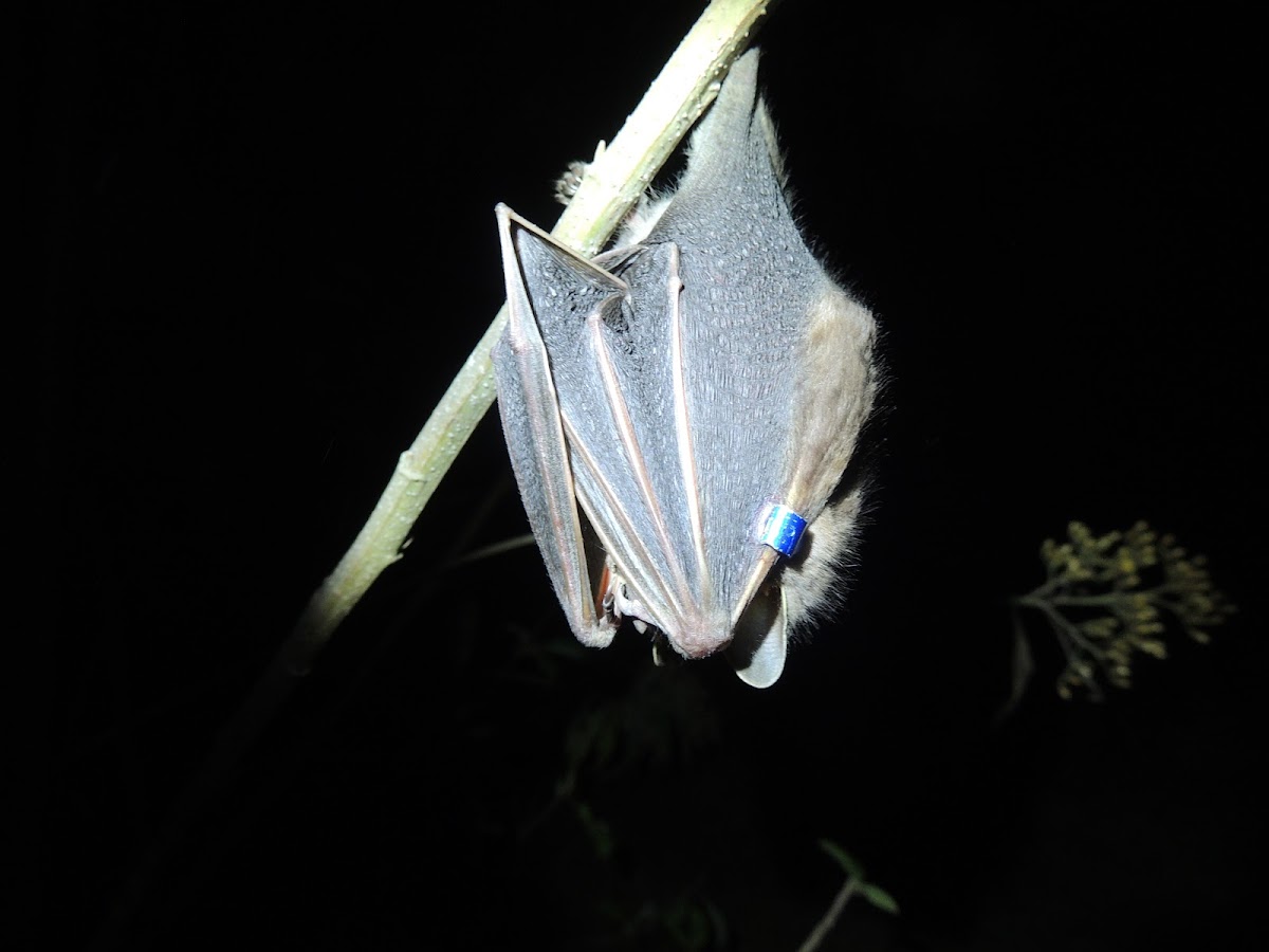 White-Lined Broad-Nosed Bat