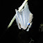White-Lined Broad-Nosed Bat