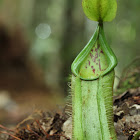 Hairy Pitcher Plant