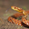 Thai/Eastern Cat Snake