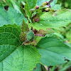 Green shield bug (Final-stage nymph)