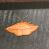 Striglina moth