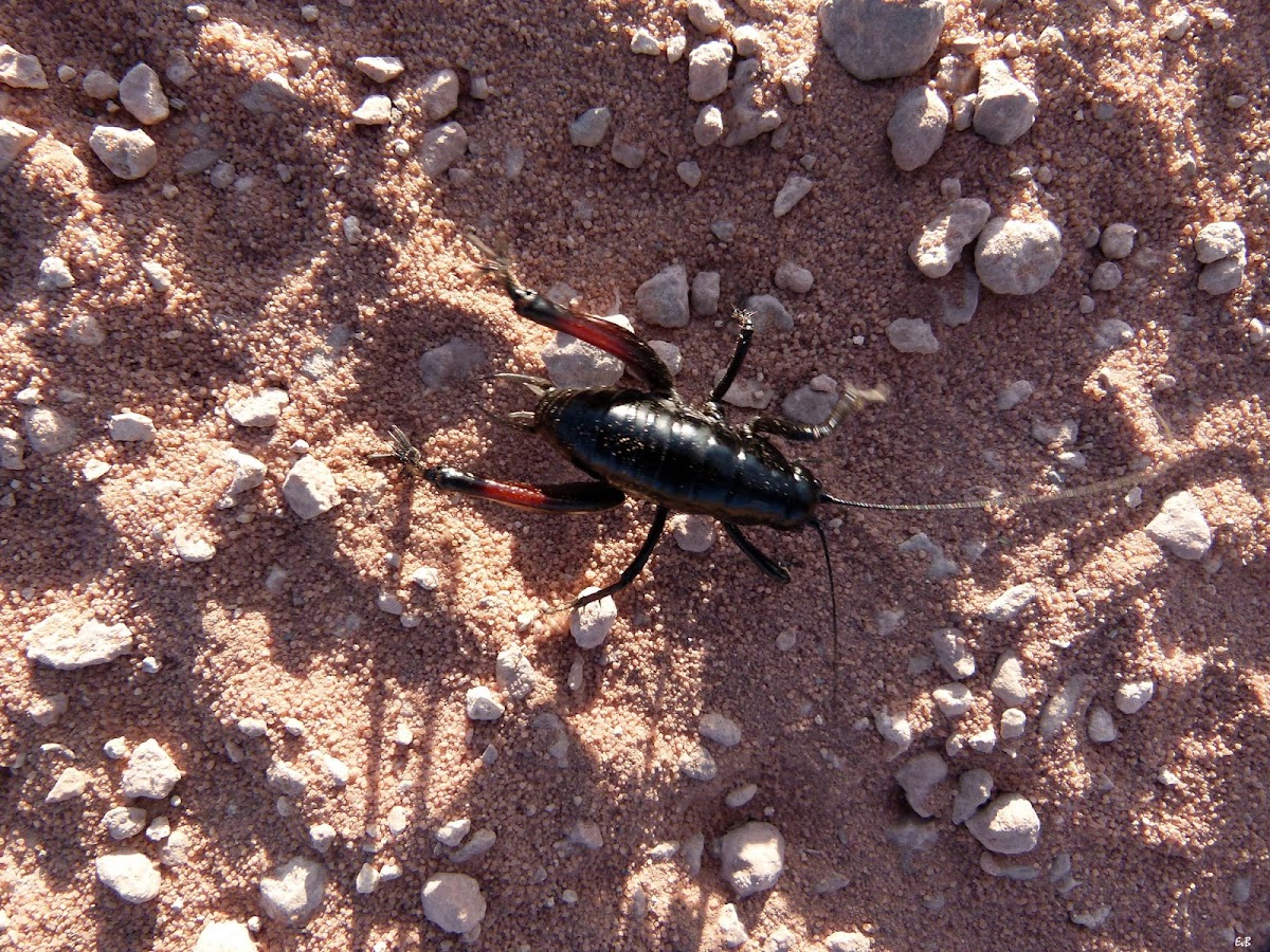 black desert cricket