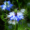 Love in a  mist