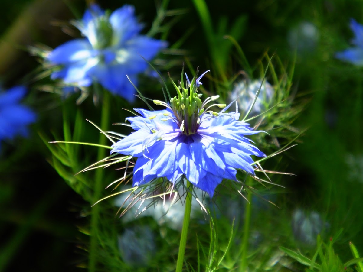 Love in a  mist
