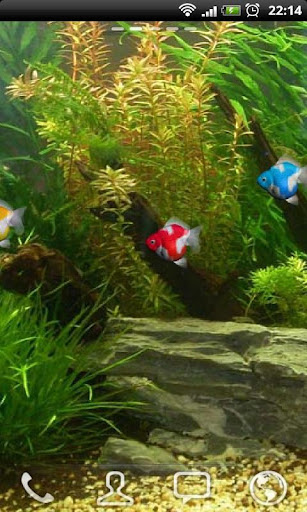 Goldfish Aquarium LWP