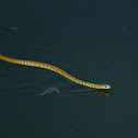 Oriental rat snake