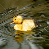 Dear Duckling by Barbara Brock -  