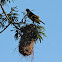 Yellow-rumped cacique (with nest)