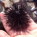 Purple spined sea urchin