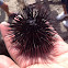 Purple spined sea urchin