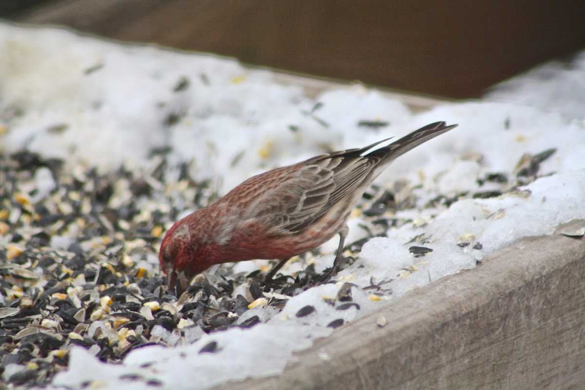 House Finch