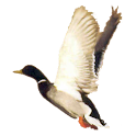 Duck Hunting Call logo