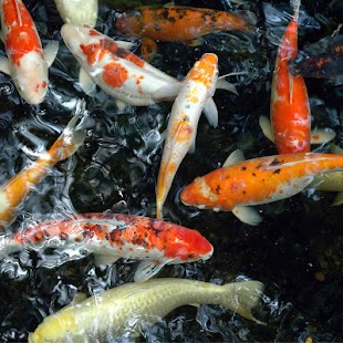 Fancy Koi Fish Live Wallpaper Screenshots 8