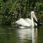 Spot-billed Pelican