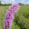 Prairie Blazing Star