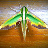 Green Hawk Moth