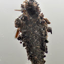 Bagworm case moth