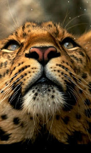Leopard Live Wallpaper(圖2)-速報App