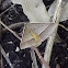 Triangle moth
