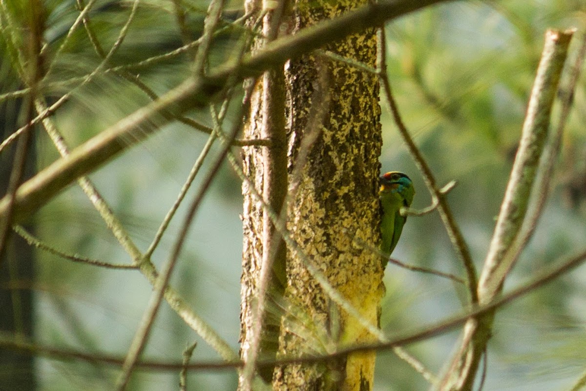 Black-browed Barbet