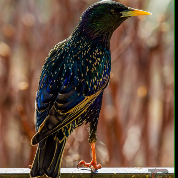 European Starling | Project Noah