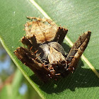 Garden orb web spider male