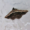 Pale-edged Selenisa Moth