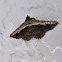 Pale-edged Selenisa Moth