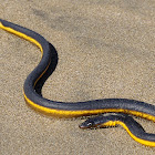 Yellow Sea Serpent