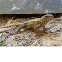 Eastern Fence Lizard (Sceloporus undulates) 