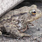 Common Toad