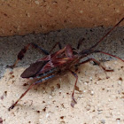 Western Conifer Seed Bug