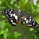common lime butterfly