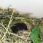Northern Short Tailed Shrew