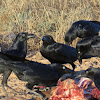 Australian Crow Torresian Crow