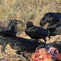 Australian Crow Torresian Crow