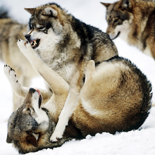 늑대는 배경 화면 라이브 Screenshots 0