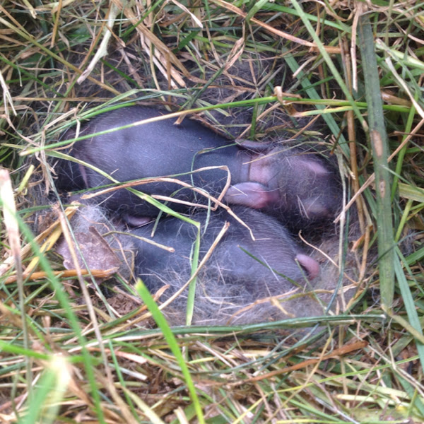 Eastern Cottontail, newborns | Project Noah