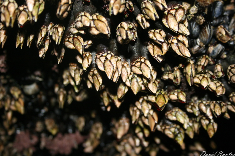 Goose barnacle